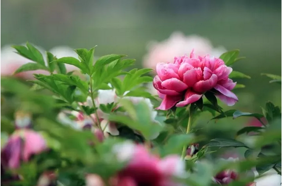 1554866873575211.png image.png