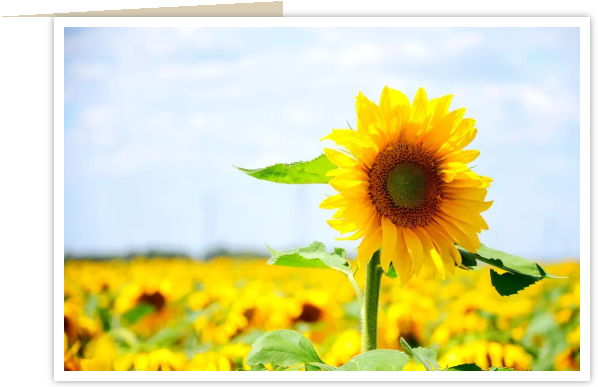 1560131789484818.png image.png