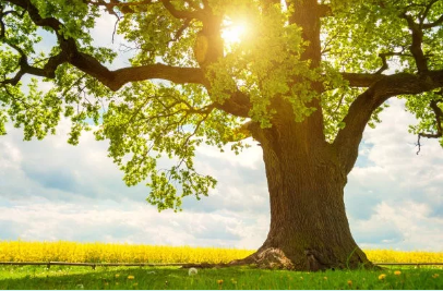 1563249689102352.png image.png